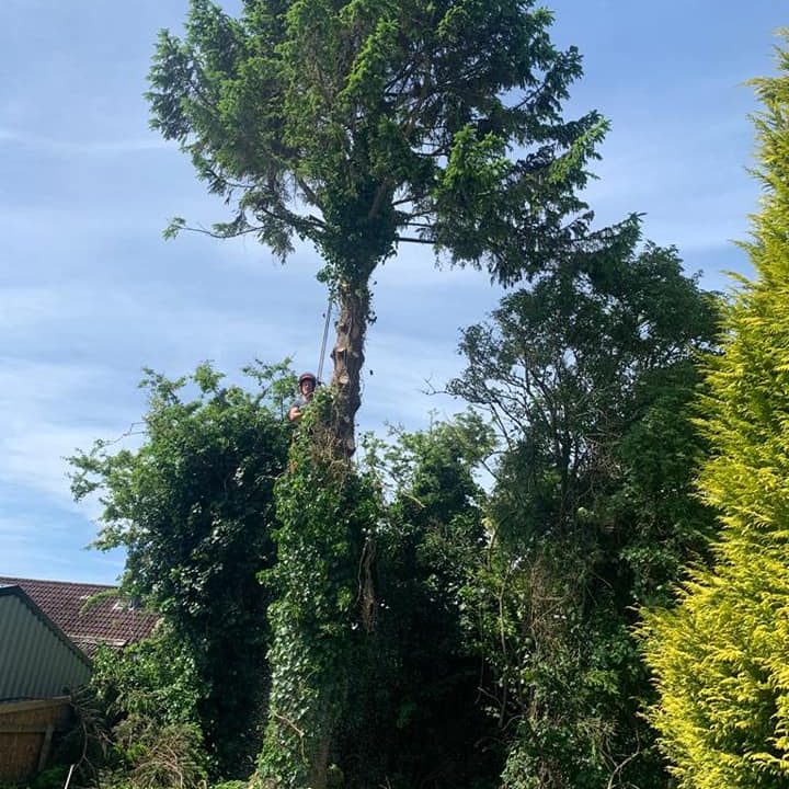 tree cutting