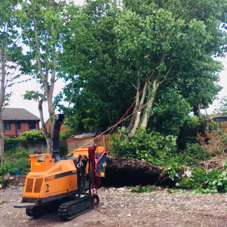 tree cutting