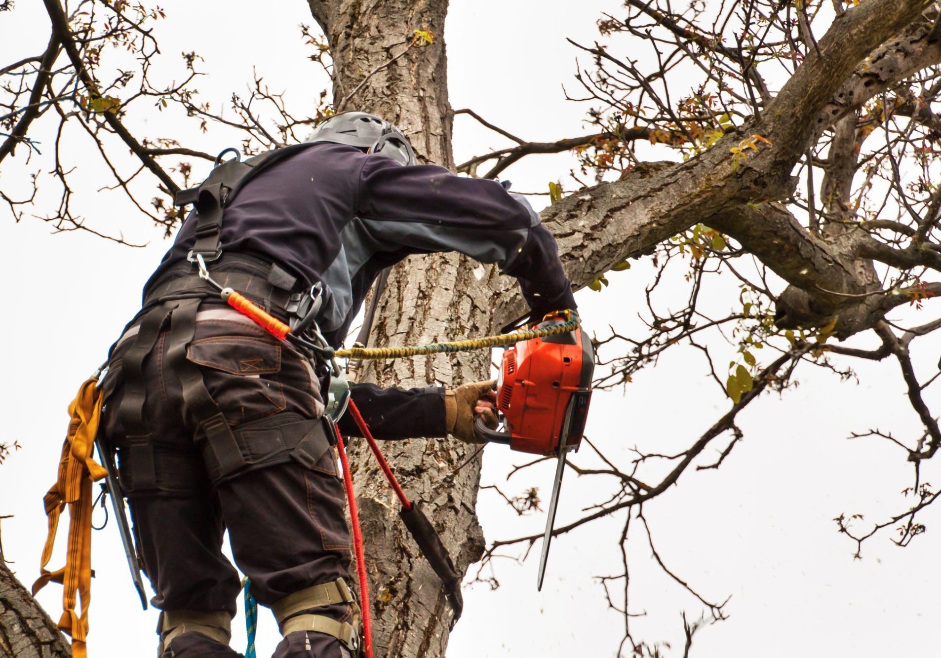 tree cutting