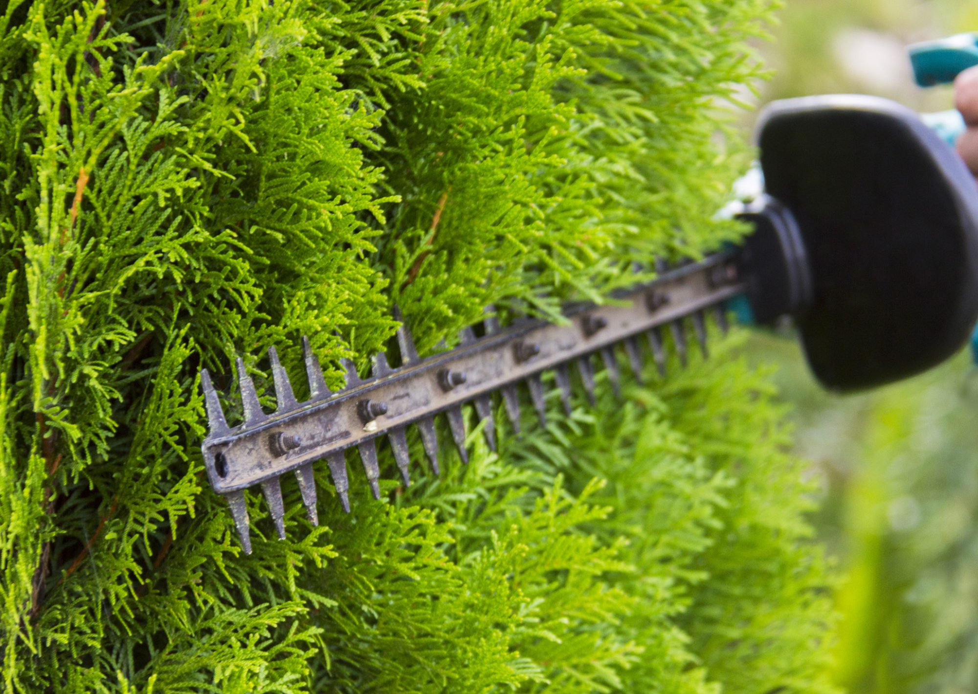 hedge trimming