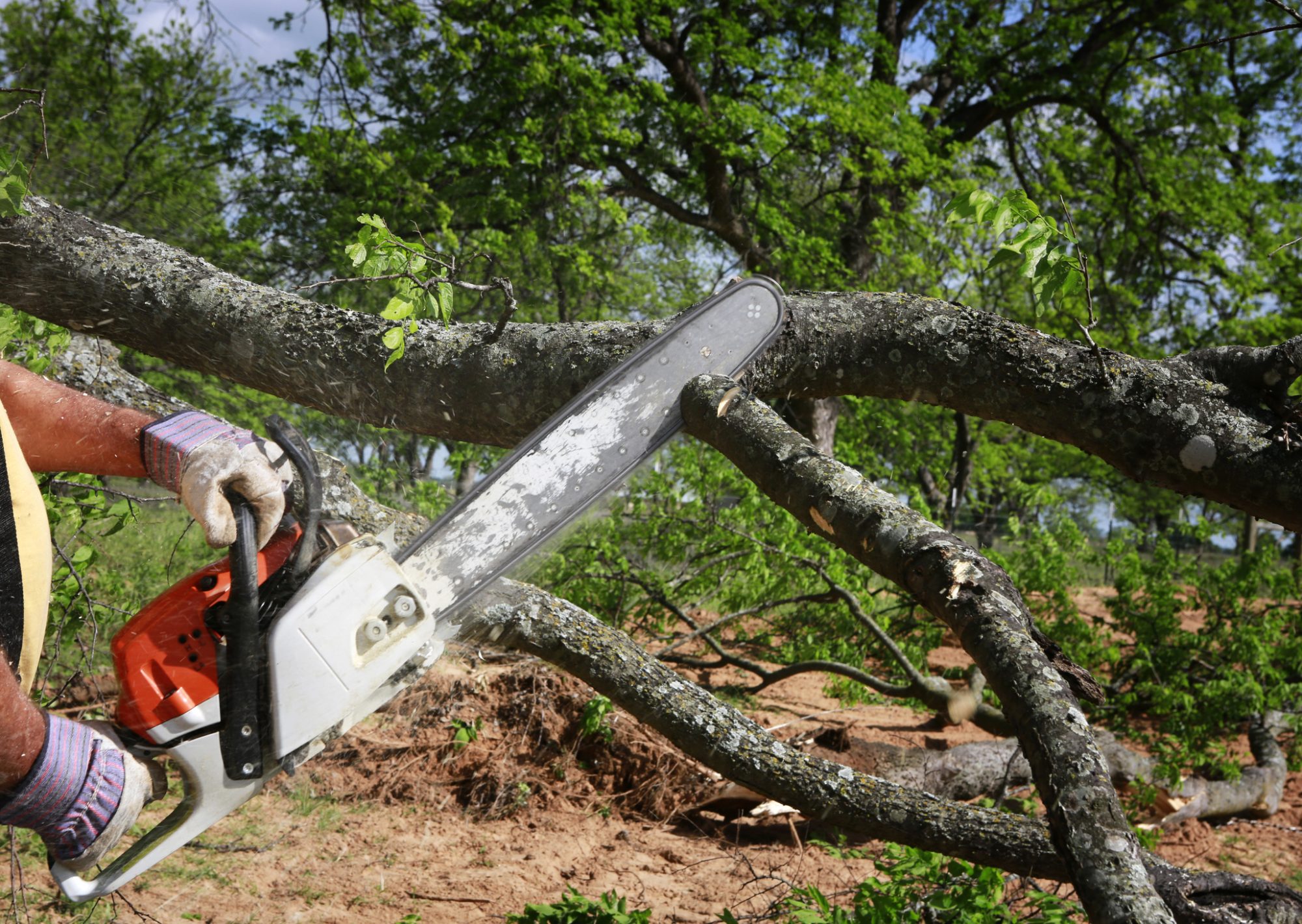 tree cutting