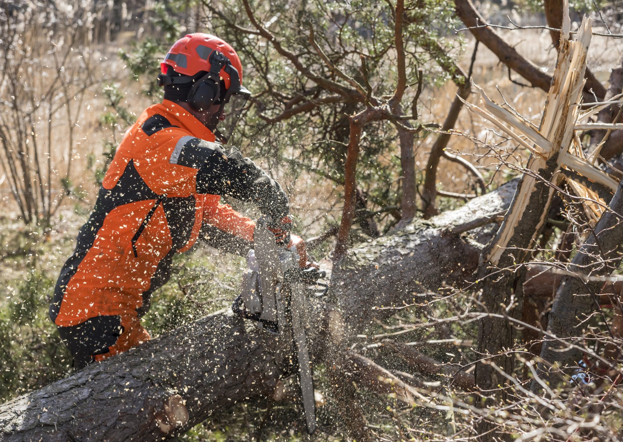 tree cutting